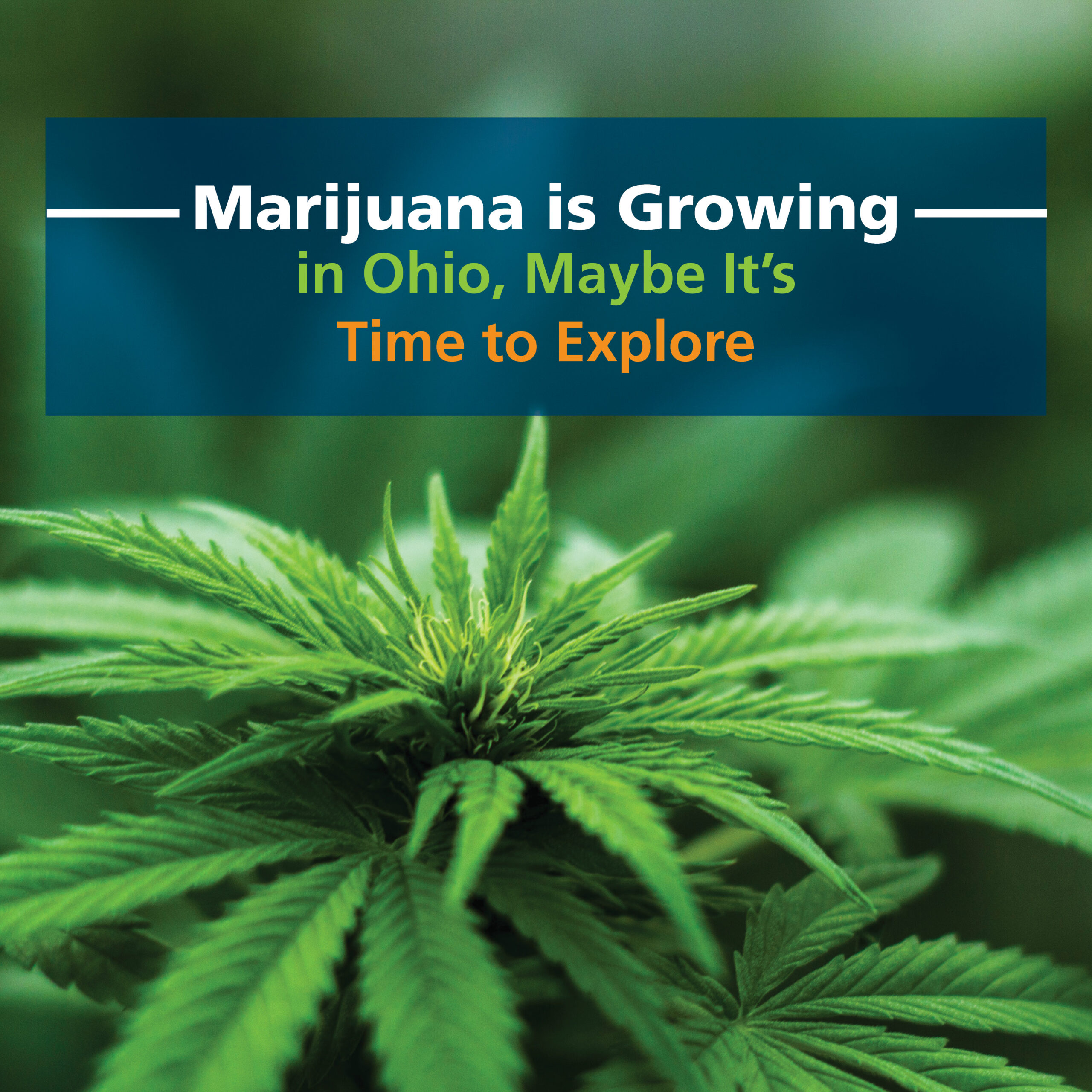 Marijuana is Growing